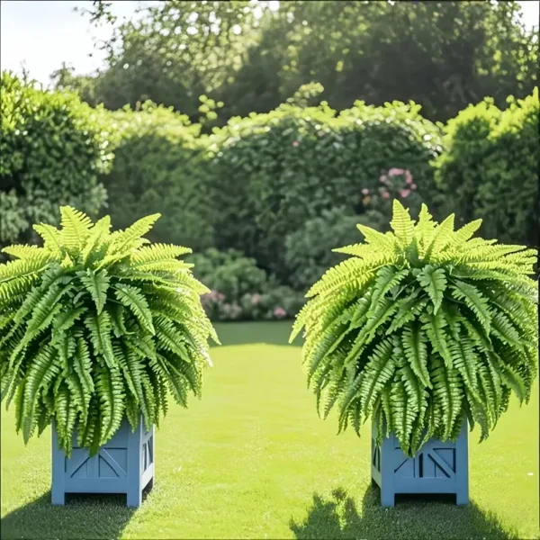 Elegant Boston fern decor; 2 pcs